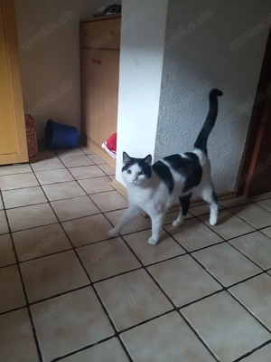 2 liebe Kater in liebevolle Hände abzugeben 