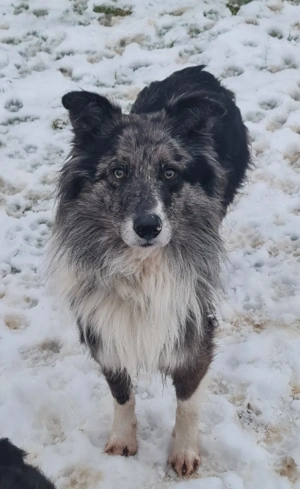 Ace zuckersüßer Border collie Aussie x Amerikanischer Collie hund Junghund blue merle Bild 6