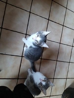 2 kleine Kätzchen 4 Monate alt