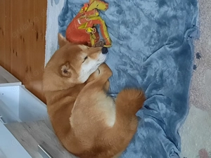 Junge Shiba Inu Hündin mit Herz und Papieren sucht Bestplatz 