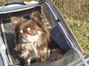 Deckrüde kein Verkauf