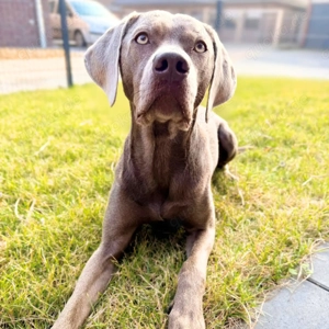 Levi - ist freundlich&sehr anhänglich