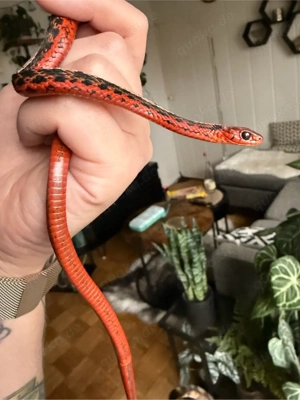1.0 Thamnophis sirtalis flame