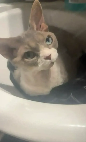  Geschwister Katzen zu vermitteln