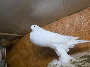 tauben kröpher vögel 