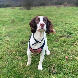 Poppy - lässt sich gerne streicheln 