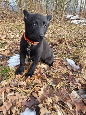 Schwarzer Holländischer Schäferhund Welpe (Mix), Kurzhaar-Rüde