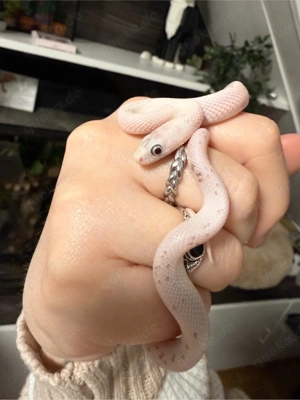 1.0 Anery Palmetto Kornnatter