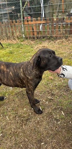 Cane Corso Hündin 12 Monate 