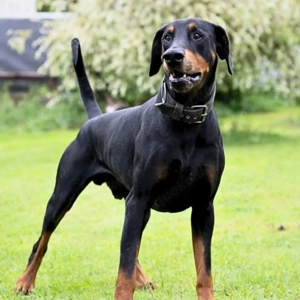 Metti - ist am liebsten immer dabei  Bild 5