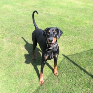 Metti - ist am liebsten immer dabei  Bild 3