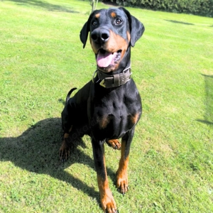 Metti - ist am liebsten immer dabei  Bild 2