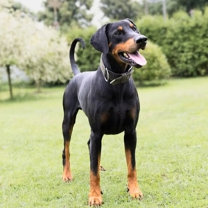 Metti - ist am liebsten immer dabei  Bild 4