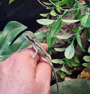 Kronenbasilisk Laemanctus longipes