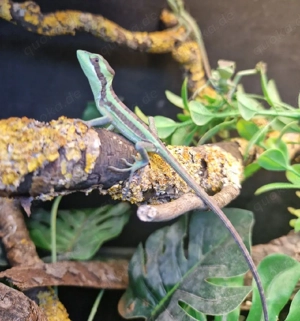 Kronenbasilisk Laemanctus longipes Bild 2