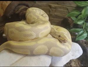 Abgabe Königspython (Python regius) Albino, männlich, NZ 2017 mit Terrarium 120x60 cm Bild 4