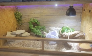 Abgabe Königspython (Python regius) Albino, männlich, NZ 2017 mit Terrarium 120x60 cm Bild 2