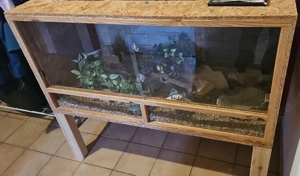 Abgabe Königspython (Python regius) Albino, männlich, NZ 2017 mit Terrarium 120x60 cm