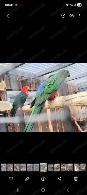 Königssittich hahn gesucht