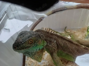 Grüner Leguan zu Verkaufen