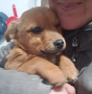 TOTO - kleine Frohnatur (wartet in Rumänien)