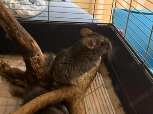 Chinchilla Männchen zu verkaufen