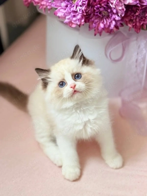 Ragdoll-Kätzchen WhatsApp: (15510055069).