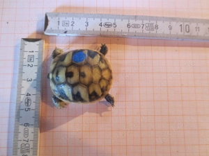 griechische landschildkröten THB