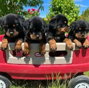 Rottweilerwelpen (Rüden und Hündinnen)