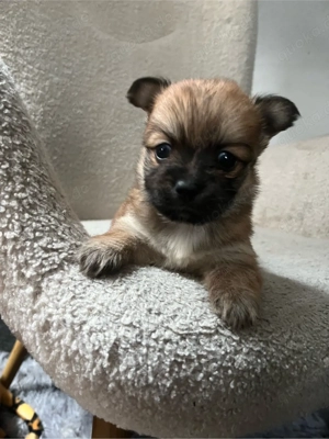    Süßer Pomeranian Pekinese Mix Rüde sucht liebevolles Zuhause   