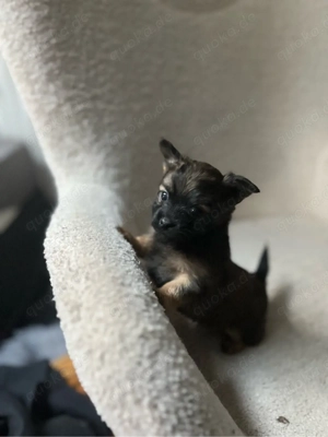 Mit Liebe aufgezogene Welpen suchen ihr Für-immer-Zuhause     