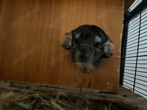 2chinchilla böckchen 