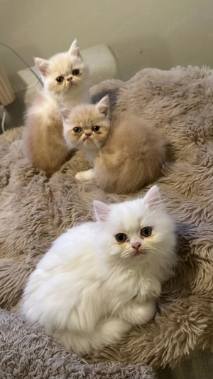 3 süße Perser Exotic Shorthair Mix Kätzchen abzugeben