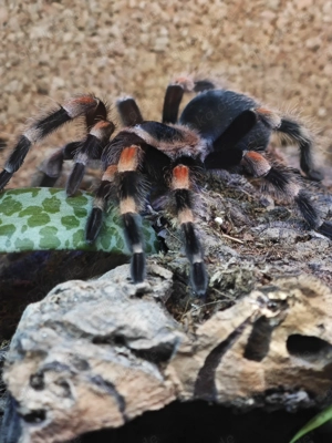 Vogelspinne zu verkaufen Weibchen  Bild 2