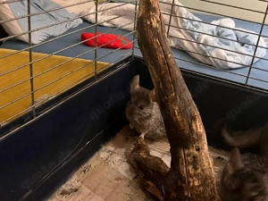 Chinchilla Weibchen zu verkaufen 
