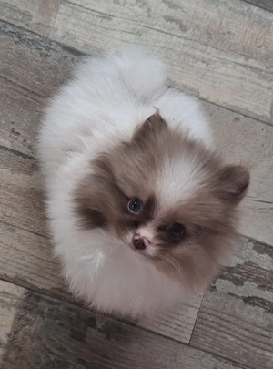 hübscher Pomeranien Welpe abzugeben