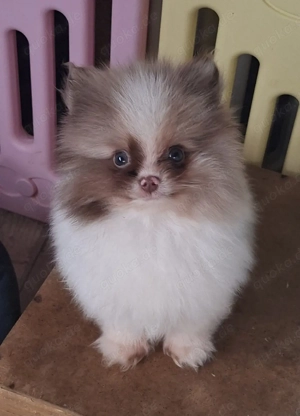 hübscher Pomeranien Welpe abzugeben