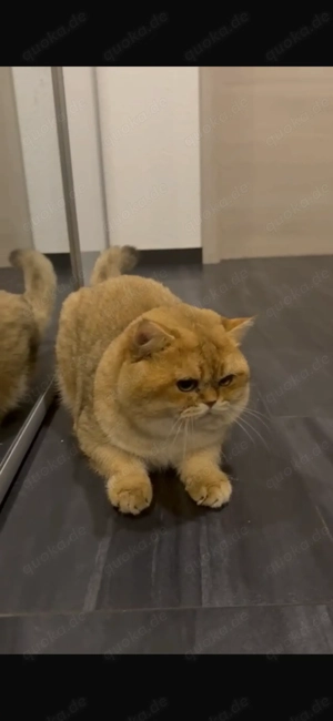 BKH Britisch Kurzhaar Kater golden shaded