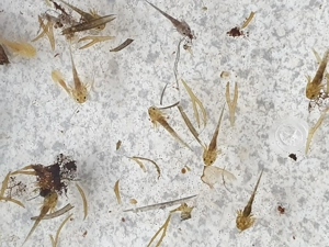 Baby Axolotl abzugeben 