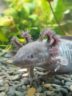 Axolotl ein Männchen und ein Weibchen 