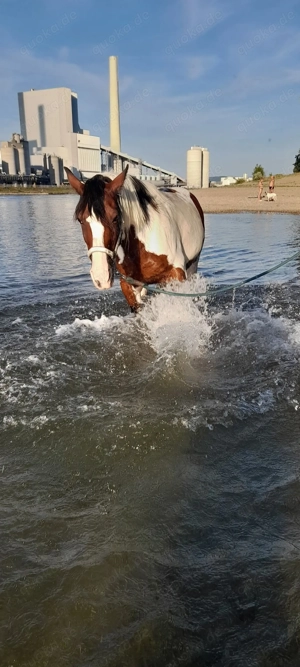 Reitbeteiligung