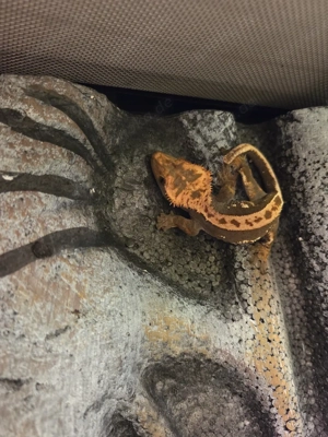 Kronengecko-Jungtier 1.0 2025 (30 Euro)