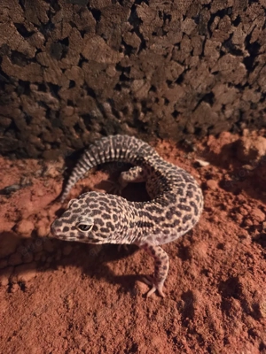 Adulter Leopardgecko Orion 1.0