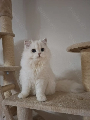 Traumhaftschöne BLH Kater, black silver shaded point