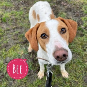 Bee, liebe und anhängliche Kurzhaar Istrianer Bracke