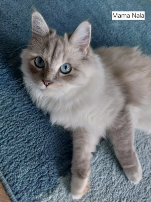 Ragdoll Kitten