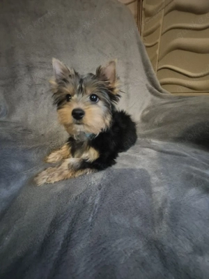 yorkshire terrier Welpen zum verkauf