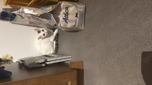 verkaufe drei jahre alte katze 