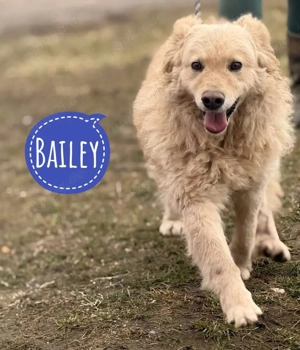 Bailey, bildhübscher und braver Creme Mudi