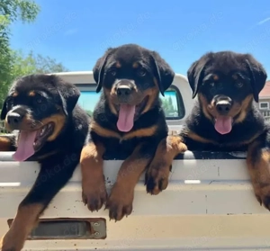 Rottweiler welpen